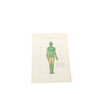 1946 Anatomical Diagram Art Students Front Body Arm Muscles Vintage 93674